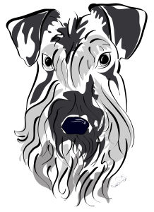 sarah - Mini Schnauzer